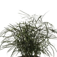 Ujedinjeni rasadnik uživo Aralia Elegantissima sobna biljka 24-28in visoka u terakoti Bayside Decor Pot