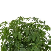 United Nursery Live Schefflera Arboricola sobna biljka 24-28in visoka u kremi Bayside Decor Pot