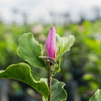 Gal. Ann Magnolia-Upadljivo Cvijeće-Kasno Cvjetanje
