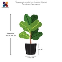 United Nursery Live Dieffenbachia Houseplant 24-28in visok u sivoj Bayside Decor Pot