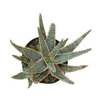 Altman Plants 3,5 Star Aloe živa biljka sa saksijom za uzgoj