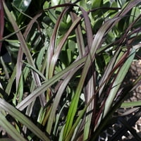 Lone Star Growers by Altman Plants 2gal Pennisetum crna čarapa živa biljka